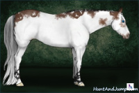 Horse Color:White Spotted Bay Splash Frame 