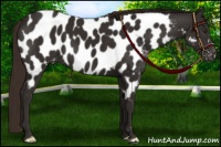 Horse Color:Liver Chestnut Appaloosa 