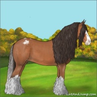 Horse Color:Brown Sabino Splash Appaloosa 