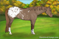 Horse Color:Liver Red Dun Appaloosa