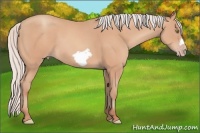 Horse Color:Silver Amber Champagne Frame 