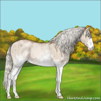 Horse Color:White Spotted Liver Red Dun Pearl Mushroom Sabino Brindle 