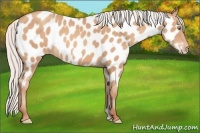 Horse Color:Silver Amber Champagne Frame Appaloosa