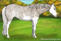 Horse Color:White Spotted Silver Grullo Roan Splash