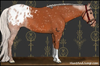 Horse Color:Silver Bay Appaloosa 