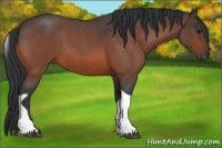 Horse Color:Bay Roan Tobiano 