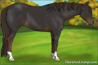 Horse Color:Liver Chestnut