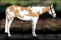 Horse Color:White Spotted Palomino Splash