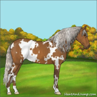 Horse Color:White Spotted Silver Buckskin 