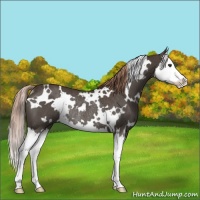 Horse Color:White Spotted Liver Red Roan Splash Rabicano 