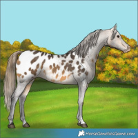 Horse Color:Buckskin Appaloosa 