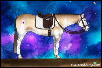 Horse Color:Buckskin Onyx Splash 
