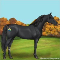 Horse Color:Black  and Black 