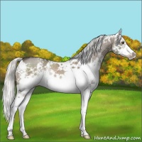 Horse Color:White Spotted Liver Red Dun Splash Rabicano