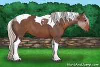Horse Color:Silver Black Tobiano 