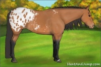 Horse Color:Bay Appaloosa