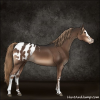 Horse Color:White Spotted Liver Chestnut Sabino Blanket