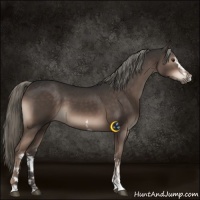 Horse Color:White Spotted Liver Chestnut Sabino