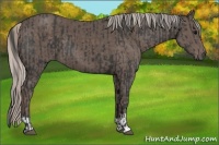 Horse Color:Black  and Silver Black 