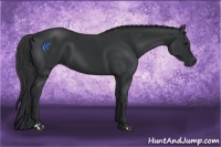 Horse Color:Black and Black