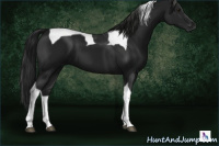 Horse Color:Gray Black Tobiano 