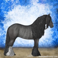 Horse Color:Black Rabicano