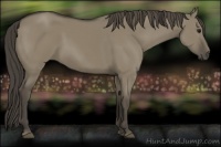 Horse Color:Smoky Grullo 