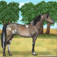 Horse Color:White Spotted Brown Dun Mushroom Rabicano 
