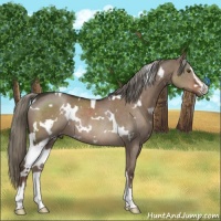 Horse Color:White Spotted Liver Red Dun Sabino Rabicano