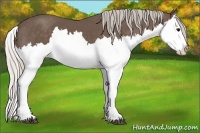 Horse Color:Silver Black Splash