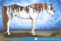 Horse Color:White Spotted Liver Chestnut 