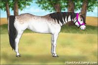 Horse Color:White Spotted Bay Onyx