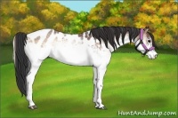 Horse Color:White Spotted Brown Onyx Appaloosa 