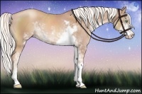 Horse Color:Gold Champagne Sabino 