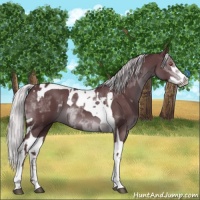 Horse Color:Chocolate Silver Black Chinchilla Tobiano and Chocolate Silver Black Chinchilla Splash Tobiano