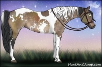 Horse Color:White Spotted Brown Dun Tobiano 