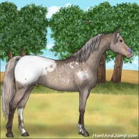 Horse Color:Silver Brown Dun Snowcap 