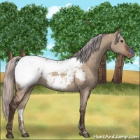 Horse Color:Silver Brown Dun Appaloosa 