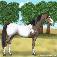 Horse Color:Liver Red Dun Splash Appaloosa 