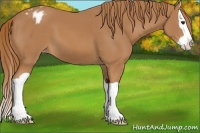 Horse Color:Chestnut Splash Varnish