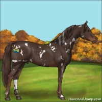 Horse Color:White Spotted Liver Chestnut 