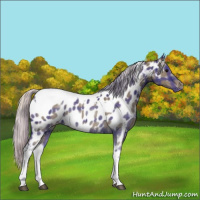 Horse Color:Plaid  Silver Black Tobiano Appaloosa 
