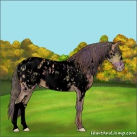 Horse Color:Void Nacre Sable Champagne Appaloosa and Void Nacre Sable Champagne Appaloosa