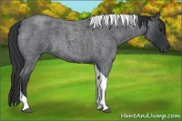 Horse Color:Blue Roan Tobiano 