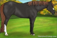 Horse Color:Liver Chestnut 