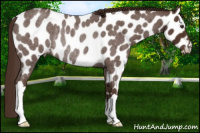 Horse Color:Liver Red Roan Near Leopard Rabicano 