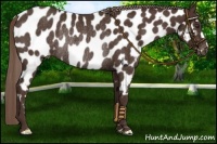 Horse Color:Liver Chestnut Appaloosa Rabicano 