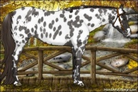 Horse Color:White Spotted Liver Red Roan Near Leopard 
