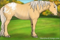 Horse Color:Palomino Appaloosa Rabicano 