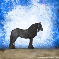 Horse Color:Black Rabicano 
